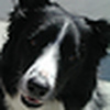 Profile Picture of Brad wiley (@WileyB2008) on Flickr