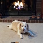 David Ziemann - Instagram Profile Picture of David Ziemann (@apbadogs) on Instagram