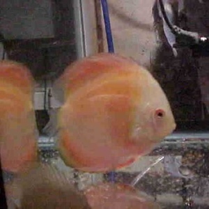 Profile Picture of Steven Friedrichsen (@361488562) on Myspace