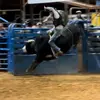 Profile Picture of William Murdock (@bullrider08_14) on Tiktok