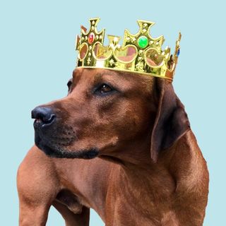 Profile Picture of Hvirvelvinden Rhodesian Ridgeback 🇩🇰 (@dealive) on Instagram