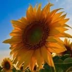 Profile Picture of Lara Thomas (@Lara-Thomas) on Facebook