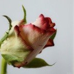 Profile Picture of 1 follower (@anncronks8) on Instagram