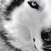 Profile Picture of Jonathan McClennon (@wolfman391) on Pinterest