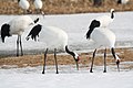 Profile Picture of Red-crowned craneon Wikipedia