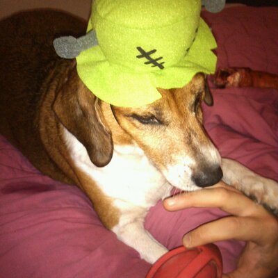 Profile Picture of Tamara Greer (@artio79) on Twitter