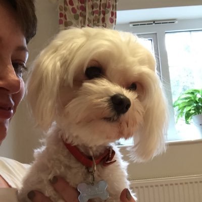 Profile Picture of Joy Craig (@joytherapydog) on Twitter