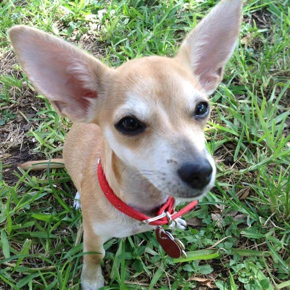 Profile Picture of Chicharito y zelda Chicharron (@cchicharron) on Poshmark
