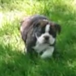 Profile Picture of Duke (@duke_thompson_2017) on Instagram