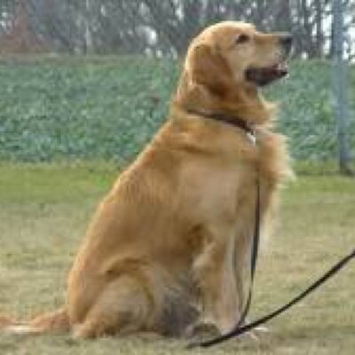 Profile Picture of Gill Greer (@Gill_Greer) on Twitter