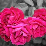 Profile Picture of Robert Biddle (@biddlephotography) on Instagram