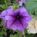 Profile Picture of Phyllis Greninger (@phyllis.greninger) on Facebook