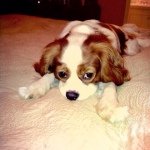 Profile Picture of Dexter Hinton (@cavalierdexter) on Instagram