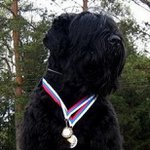 Profile Picture of ADAM BRT KENNEL (@adam.brt.kennel) on Instagram