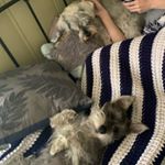 Profile Picture of Alex & Chester (@houserschnauzers) on Instagram