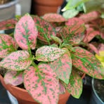 Picard Coline - Facebook Profile Picture of Picard Coline (@Picard-Coline) on Facebook