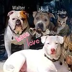 Profile Picture of Kathy Warner (@petcop) on Instagram