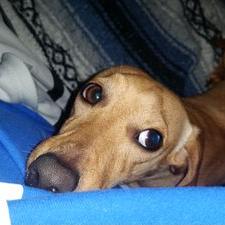 Profile Picture of Danny Pleasant (@pleasantcom) on Twitter