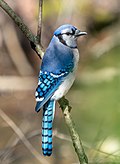 Profile Picture of Blue jay - Wikipediaon Wikipedia