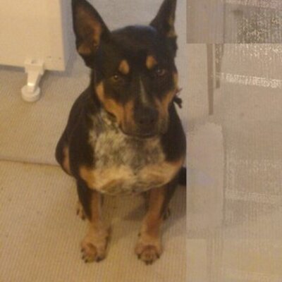 Peter Butterfield - Twitter Profile Picture of Peter Butterfield (@kelpieblue) on Twitter