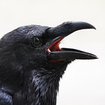 Profile Picture of Erik Nielsen (@blue raven imagery) on Flickr