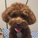 Profile Picture of anne k. (@annekehler) on Instagram