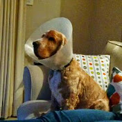 Profile Picture of Steve Byrne (@stevenbyrne) on Youtube