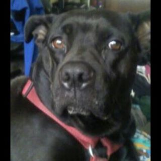 Profile Picture of Renee Mclaughlin (@renee.mclaughlin.355) on Facebook
