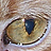 Profile Picture of Clawed Monet (@Clawed Monet) on Flickr