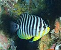 Profile Picture of Paracentropyge multifasciataon Wikipedia