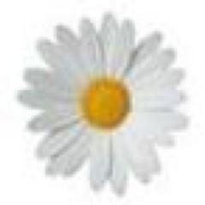 Profile Picture of ChrisDaisy (@ChrisDaisy405) on Twitter