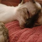 Profile Picture of Daniel Thibodeaux (@daniel.thibodeaux.391) on Instagram