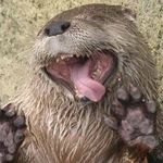 Profile Picture of Wesley (@badger_wesley) on Instagram