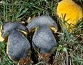 Profile Picture of Neoboletus pseudosulphureuson Wikipedia