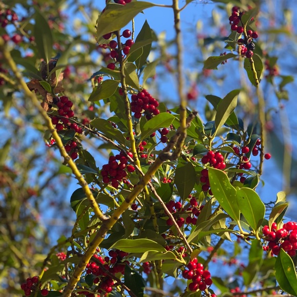 Profile Picture of Irina Bogushevich (@irina987) on Poshmark