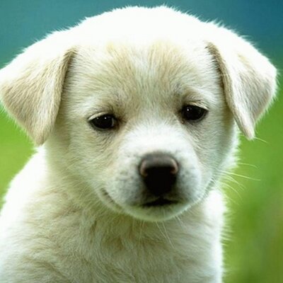 Profile Picture of Maja Nesgaard Jensen (@19maja99) on Twitter