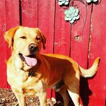 Profile Picture of Ryan Cisneros (@ched_ski_84) on Instagram