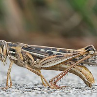 Profile Picture of Kevin Dominguez  (@kevin-dominguez-101) on Quora