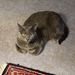 Profile Picture of Loretta Durst (@durstloretta) on Pinterest