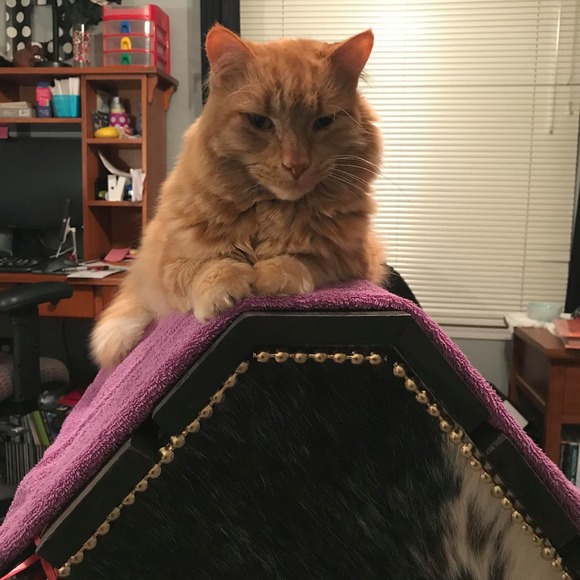 Profile Picture of Nancy Bell (@safetynancy) on Poshmark