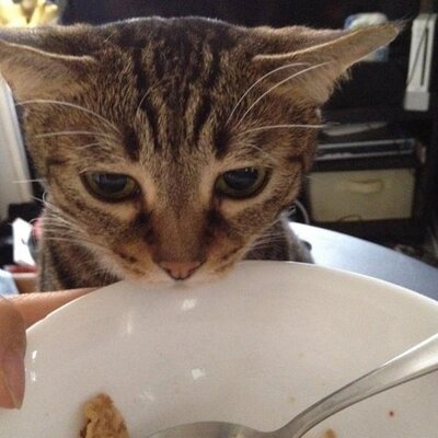 Profile Picture of Ka Yip Chan (@Kayipchan) on Twitter