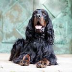 Profile Picture of Sherwins Gordon Setter (@sherwins_gordon_setter) on Instagram
