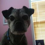 Profile Picture of Dusty Sylvester Freeman (@dusty_the__dog) on Instagram