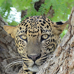 Profile Picture of Weliwitigda S W (@weliwitigda s w) on Flickr