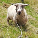 Profile Picture of Amanda  Pulido Moya (@amandarttist) on Instagram