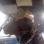 Profile Picture of Nick Wiley (@wileyfarmsbeef) on Instagram