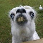 Profile Picture of Aimee And Reese (@reeeandaimm) on Instagram