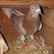 Profile Picture of Michael Pigeon Vlog (@michaelpigeonvlog4106) on Youtube