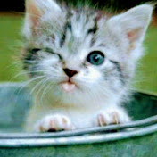 Rosetta Rose - Youtube Profile Picture of Rosetta Rose (@rosettarose3151) on Youtube