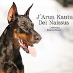 Profile Picture of J'Arun Kantu Del Naissus (@dobermann_shanti) on Instagram